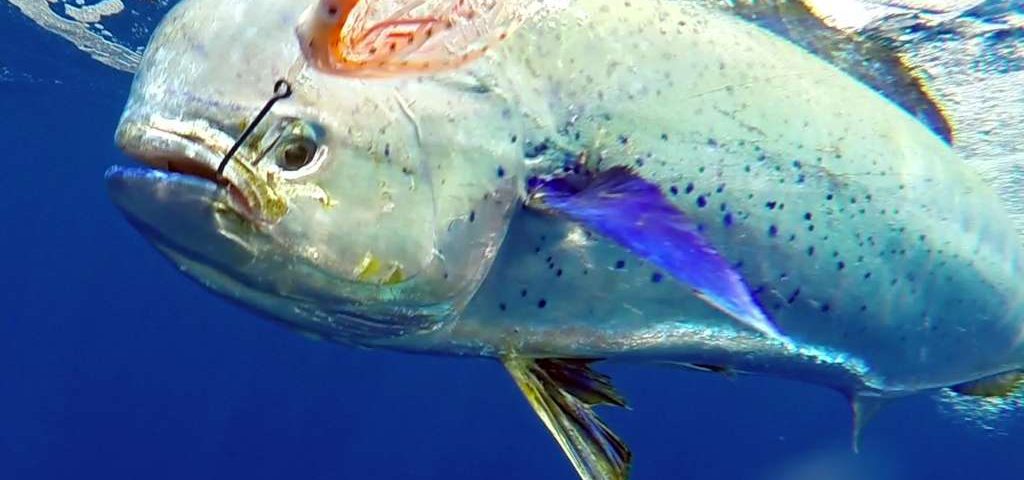 Underwater dorado on trolling by Jean Philippe - www.rodfishingclub.com - Rodrigues Island - Mauritius - Indian Ocean