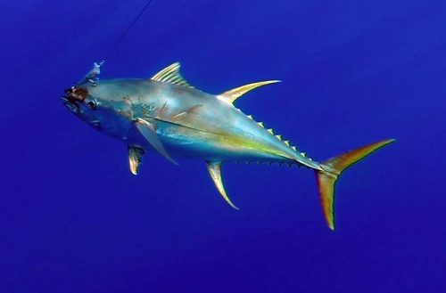 Underwater yellowfin tuna on trolling - www.rodfishingclub.com - Rodrigues Island - Mauritius - Indian Ocean