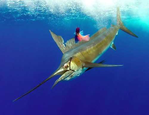 Voilier pris en pêche a la traîne - www.rodfishingclub.com - Ile Rodrigues - Maurice - Océan Indien