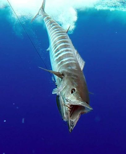 Wahoo caught on trolling on a Rapala X-Rap 40 - www.rodfishingclub.com - Rodrigues Island - Mauritius - Indian Ocean