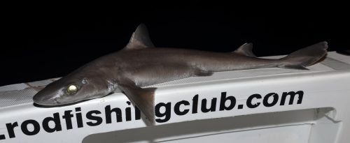 Aiguillat a peau rugueuse (Cirrhigaleus asper) pris en grande profondeur - www.rodfishingclub.com - Ile Rodrigues - Maurice - Océan Indien