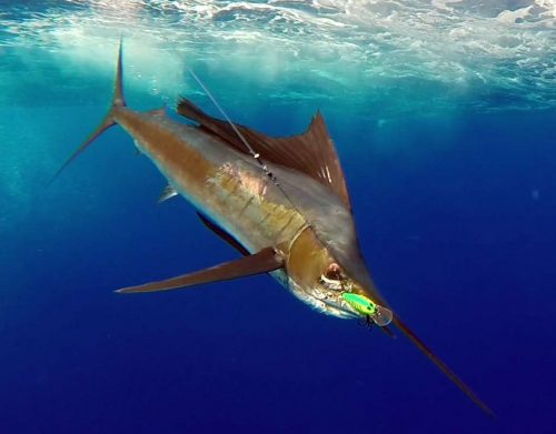 Espadon voilier au bateau par Fred en pêche a la traîne - www.rodfishingclub.com - Ile Rodrigues - Maurice -Océan Indien