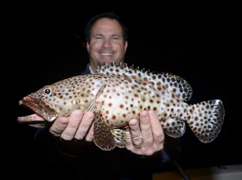 Mérou loutre ou cheval de bois en pêche a l'appât pour Olivier - www.rodfishingclub.com - Ile Rodrigues - Maurice -Océan Indien