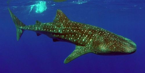 Underwater whale shark close to the boat - www.rodfishingclub.com - Rodrigues Island - Mauritius - Indian Ocean