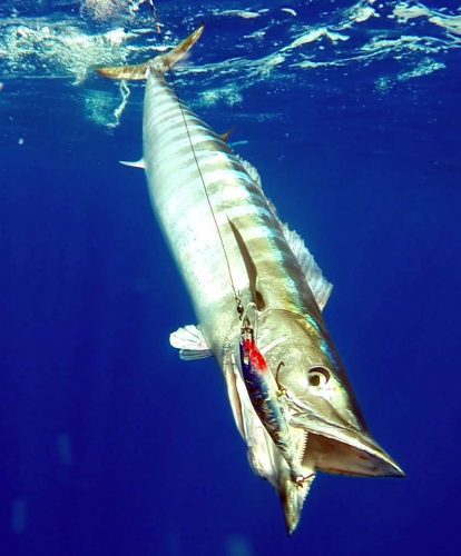 Wahoo au bateau pris en pêche a la traîne - www.rodfishingclub.com - Ile Rodrigues - Maurice - Océan Indien