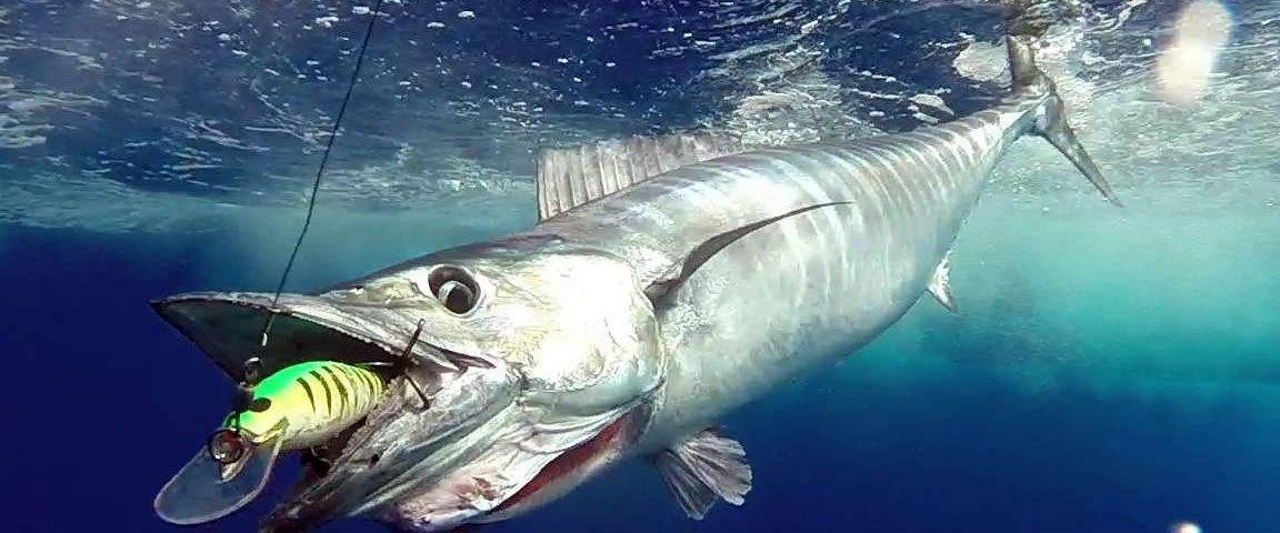 Wahoo caught on trolling with a Williamson Speed Pro Deep 180 - www.rodfishingclub.com - Rodrigues Island - Mauritius - Indian Ocean