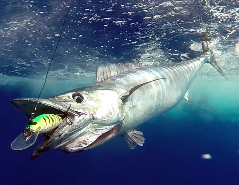 Wahoo caught on trolling with a Williamson Speed Pro Deep 180 - www.rodfishingclub.com - Rodrigues Island - Mauritius - Indian Ocean