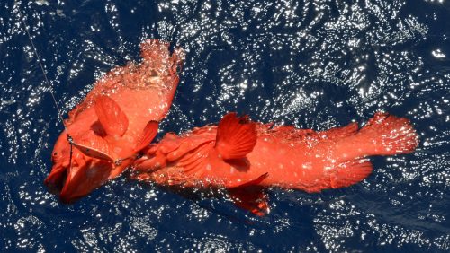 Double stike of golden hind on slow jigging - www.rodfishingclub.com - Rodrigues - Mauritius - Indian Ocean