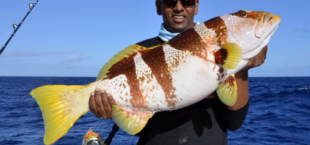 Saddle grouper (plectopromus laevis) on jigging - www.rodfishingclub.com - Rodrigues - Mauritius - Indian Ocean