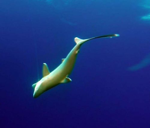 shark released - www.rodfishingclub.com - Rodrigues Island - Mauritius - Indian Ocean
