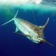 150lbs blue marlin before releasing - www.rodfishingclub.com -Rodrigues - Mauritius - Indian Ocean