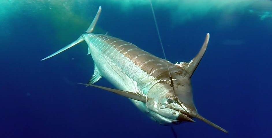150lbs blue marlin before releasing - www.rodfishingclub.com -Rodrigues - Mauritius - Indian Ocean