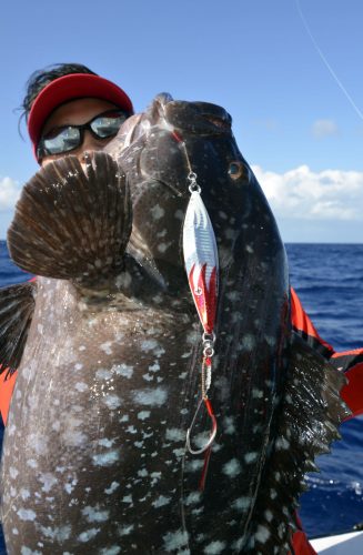 Epinephelus multinotatus ou mérou plat en slow jigging - www.rodfishingclub.com - Rodrigues - Maurice - Océan Indien