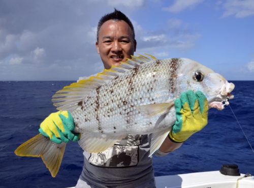 Grey large eye bream or gymnocranius griseus - www.rodfishingclub.com - Rodrigues Island - Mauritius - Indian Ocean