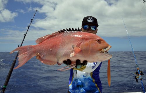 Magnifique poisson perroquet pris en slow jigging - www.rodfishingclub.com - Rodrigues - Maurice - Océan Indien