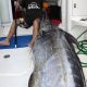 200kg blue marlin on combo heavy spinning shimano pedro custom rod - www.rodfishingclub.com - Rodrigues - Mauritius - Indian Ocean