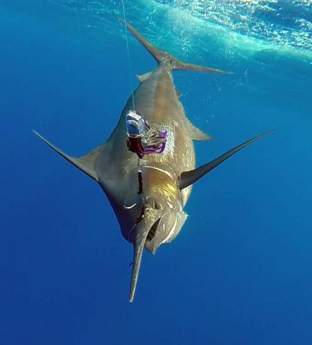 Blue marlin caught on trolling with a BigT lure - www.rodfishingclub.com - Rodrigues - Mauritius - Indian Ocean