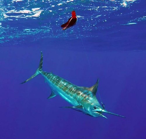 Blue marlin underwater - www.rodfishingclub.com - Rodrigues - Mauritius - Indian Ocean