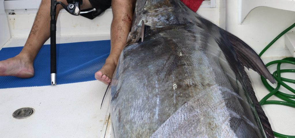 Marlin bleu 200kg en Heavy spinning Stella 30000 et pedro custom rod - www.rodfishingclub.com - Rodrigues - Maurice - Océan Indien