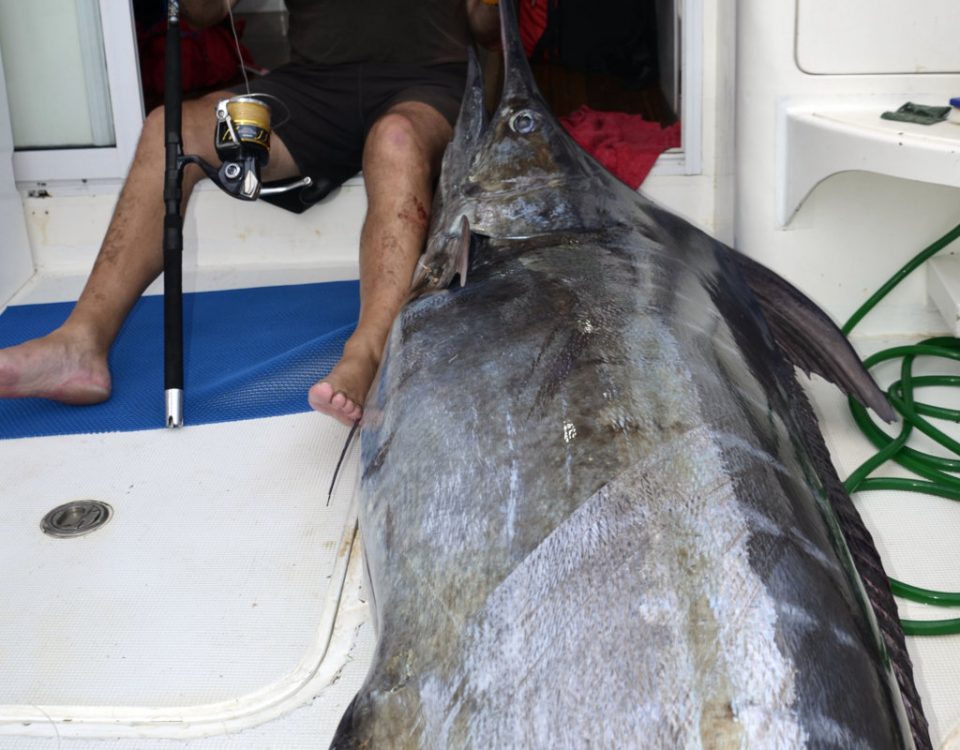 Marlin bleu 200kg en Heavy spinning Stella 30000 et pedro custom rod - www.rodfishingclub.com - Rodrigues - Maurice - Océan Indien
