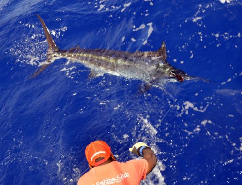 Marlin bleu au bas de ligne - www.rodfishingclub.com - Rodrigues - Maurice - Océan Indien