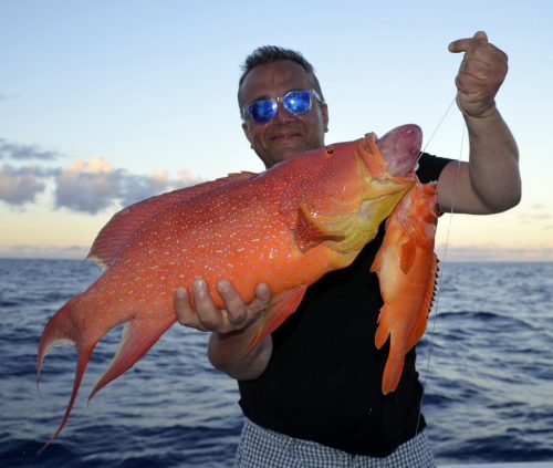 Moontail sea bass and grouper in 1 hook on baiting - www.rodfishingclub.com - Rodrigues - Mauritius - Indian Ocean