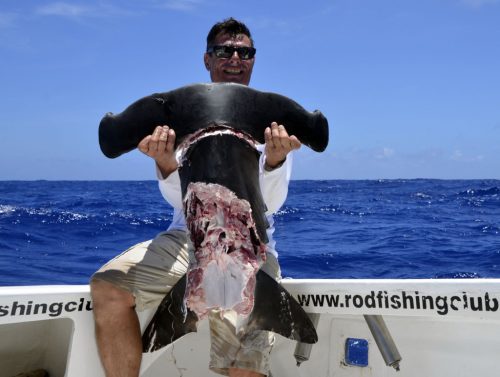 Requin marteau attaqué par un autre requin - www.rodfishingclub.com - Rodrigues - Maurice - Océan Indien