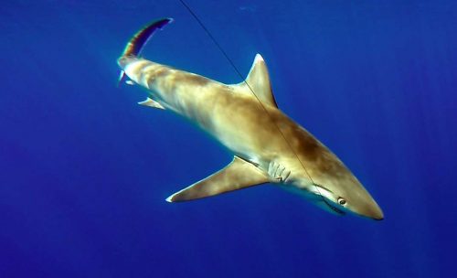 Requin pointe blanche prise en pêche a l'appât avant relâche - www.rodfishingclub.com - Rodrigues - Maurice - Océan Indien