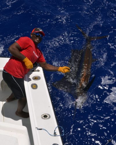 Voilier de 50kg en pêche a la traîne - www.rodfishingclub.com - Rodrigues - Maurice - Océan Indien