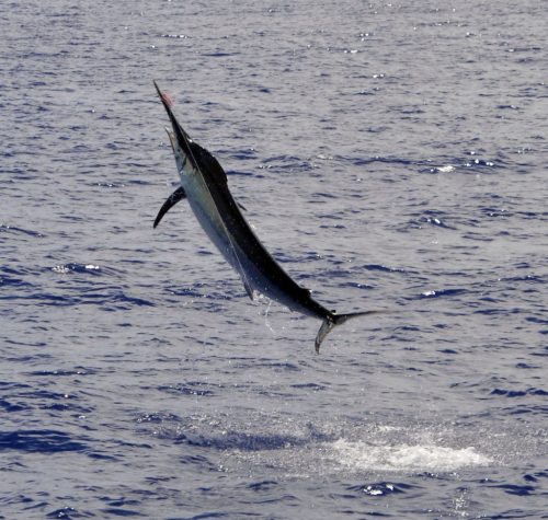 450lbs black marlin jumping - www.rodfishingclub.com - Rodrigues - Mauritius - Indian Ocean