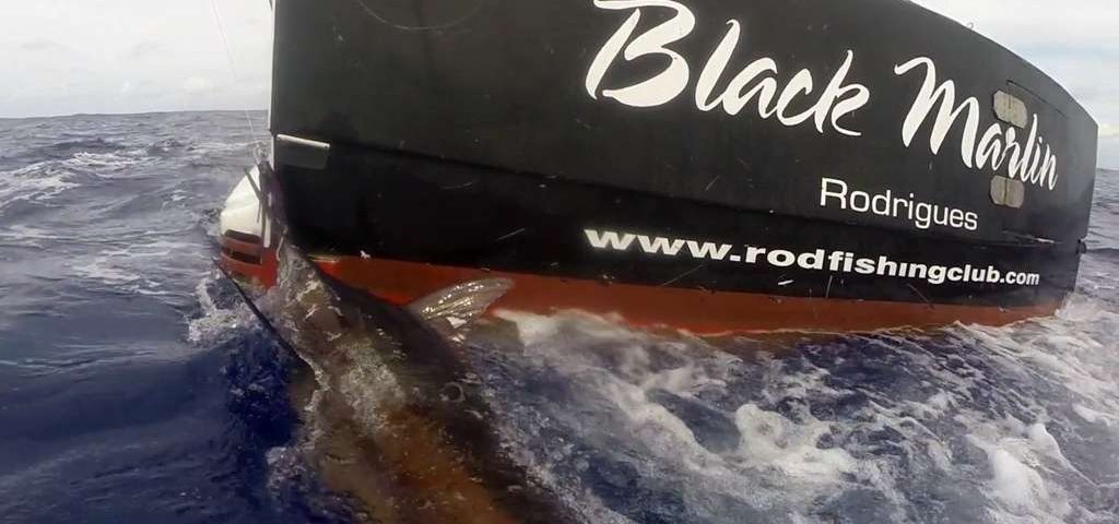 Blue marlin on trolling by Pierre - www.rodfishingclub.com - Rodrigues - Mauritius - Indian Ocean