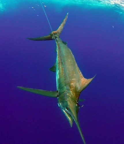 Blue marlin on trolling - www.rodfishingclub.com - Rodrigues - Mauritius - Indian Ocean