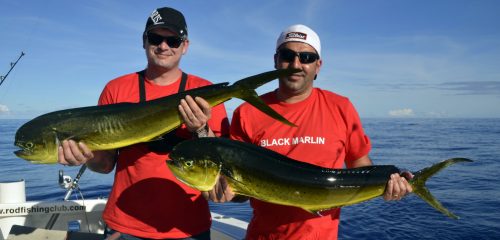 Dorades en pêche a la traîne - www.rodfishingclub.com - Rodrigues - Maurice - Océan Indien