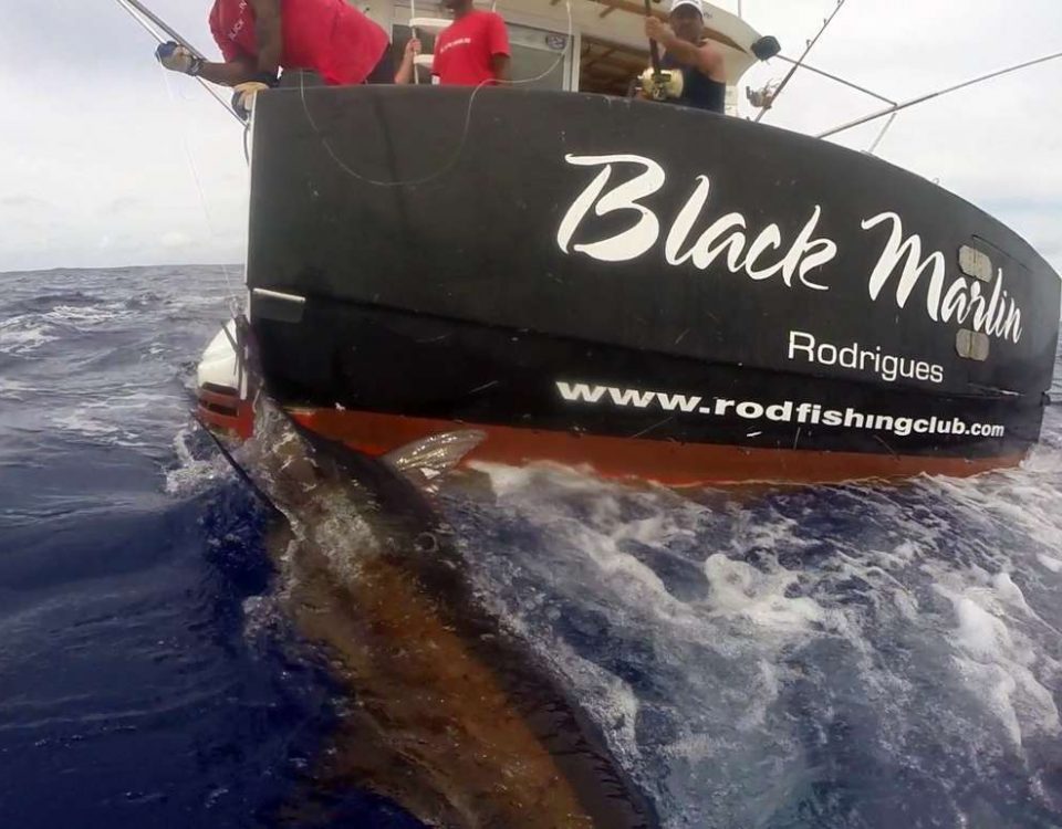 Marlin bleu pris en pêche a la traîne - www.rodfishingclub.com - Rodrigues - Maurice - Océan Indien