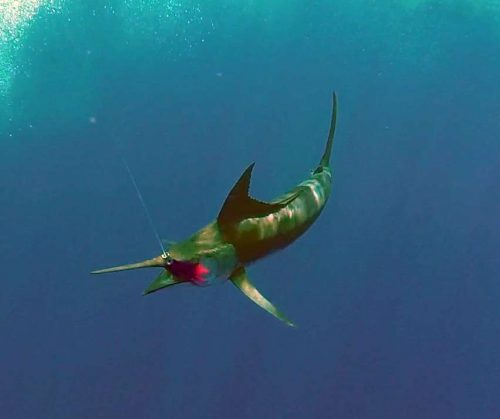 Underwater blue marlin on trolling - www.rodfishingclub.com - Rodrigues - Mauritius - Indian Ocean