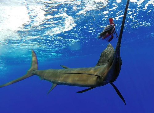 Voilier au bateau pris en pêche a la traîne - www.rodfishingclub.com - Rodrigues - Maurice - Océan Indien