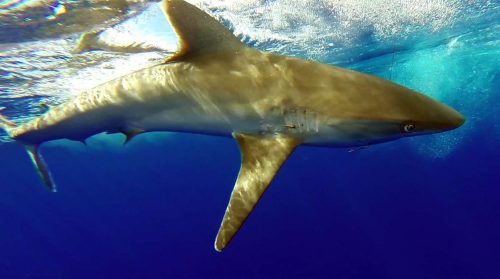 Whitetip shark before releasing - www.rodfishingclub.com - Rodrigues - Mauritius - Indian Ocean