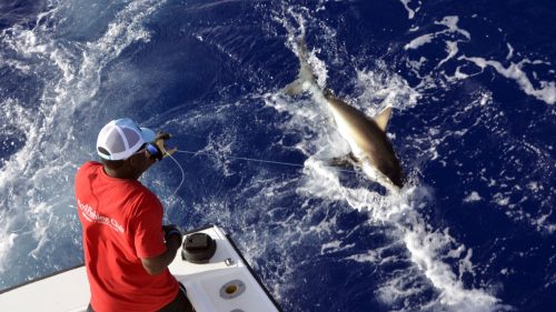 120lbs whitetip shark released on baiting - www.rodfishingclub.com - Rodrigues - Mauritius - Indian Ocean