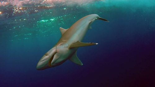 180lbs whitetip shark released on baiting - www.rodfishingclub.com - Rodrigues - Mauritius - Indian Ocean