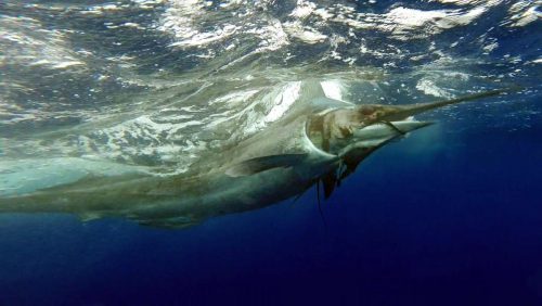 Blue marlin on trolling - www.rodfishingclub.com - Rodrigues - Mauritius - Indian Ocean