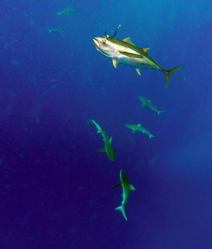 Concentration de requins sur l'appât - www.rodfishingclub.com - Rodrigues - Maurice - Océan Indien