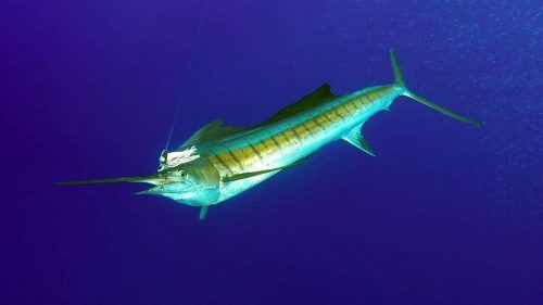 Espadon voilier en pêche a la traîne - www.rodfishingclub.com - Rodrigues - Maurice - Océan Indien