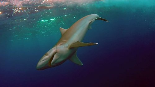Requin pointe blanche en pêche a l'appât - www.rodfishingclub.com - Rodrigues - Maurice - Océan Indien