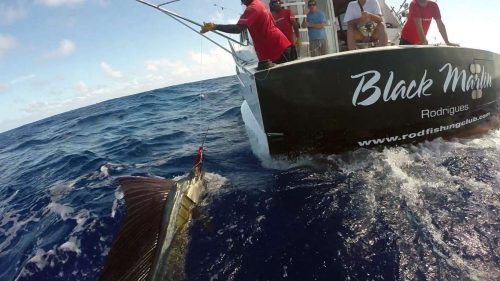 Sailfish on the leader on trolling - www.rodfishingclub.com - Rodrigues - Mauritius - Indian Ocean