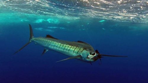 Sailfish on trolling - www.rodfishingclub.com - Rodrigues - Mauritius - Indian Ocean