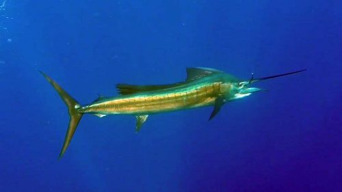 Sailfish on trolling - www.rodfishingclub.com - Rodrigues - Mauritius - Indian Ocean