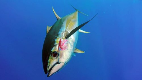 Underwater yellowfin tuna - www.rodfishingclub.com - Rodrigues - Mauritius - Indian Ocean