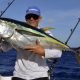 Yellowfin tuna on trolling by Denis - www.rodfishingclub.com - Rodrigues - Mauritius - Indian Ocean