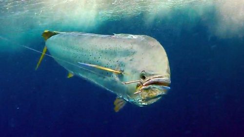 Dorade coryphene en peche a la traine - www.rodfishingclub.com - Rodrigues - Maurice - Ocean Indien