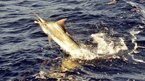 Marlin noir au saut en peche a la traine pris sur un Williamson Speed Pro Deep - www.rodfishingclub.com - Rodrigues - Maurice - Ocean Indien